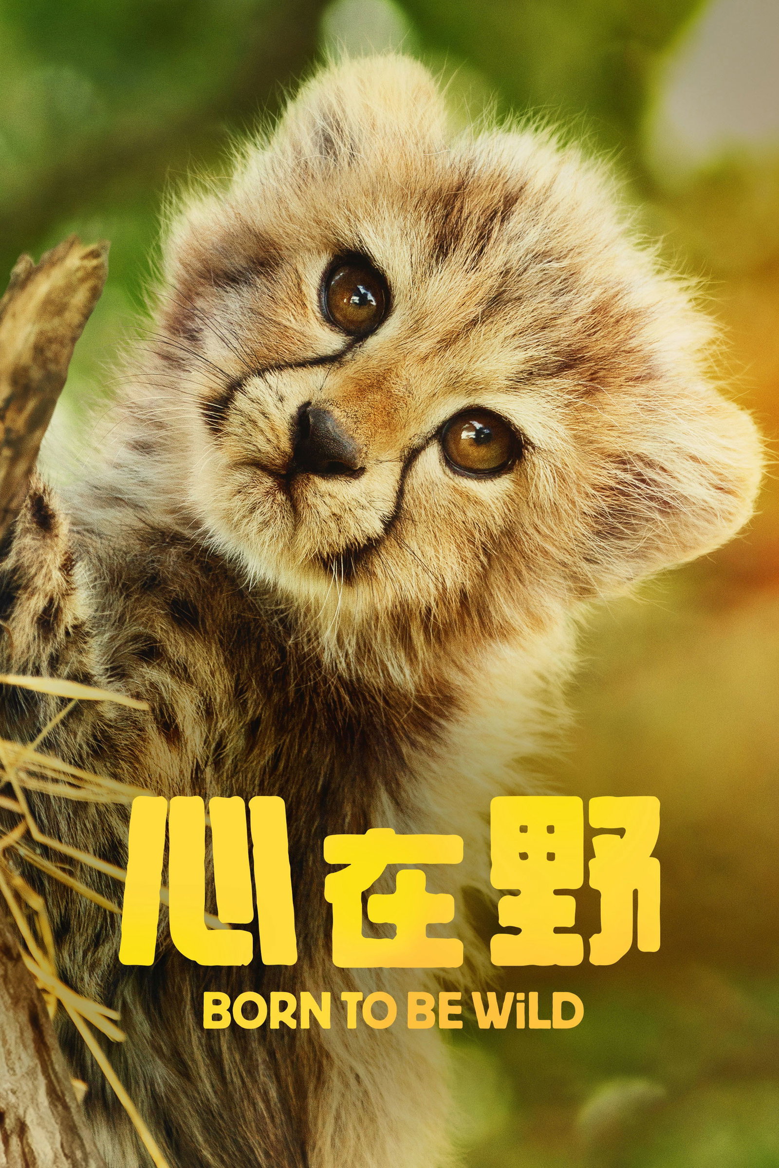 ซีรีส์ Born to Be Wild ซับไทย ครบทุกตอน ดูฟรี HD